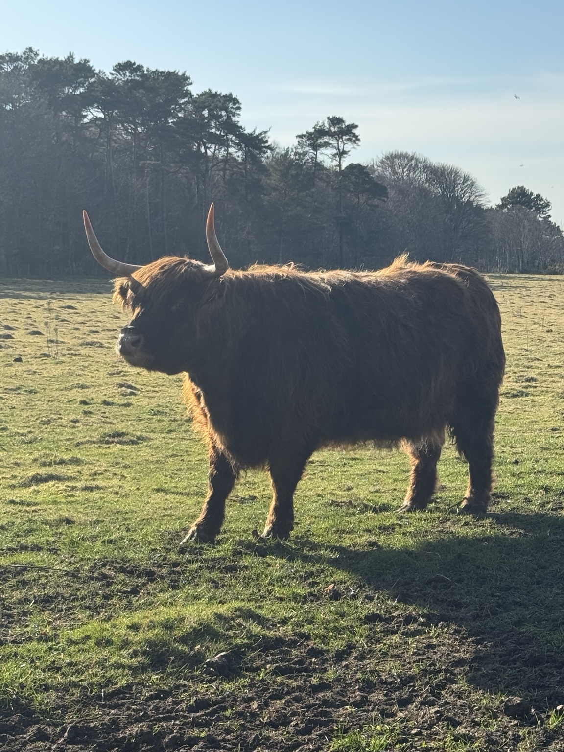 I Wandered Around the Corner…and found Heilan Coos