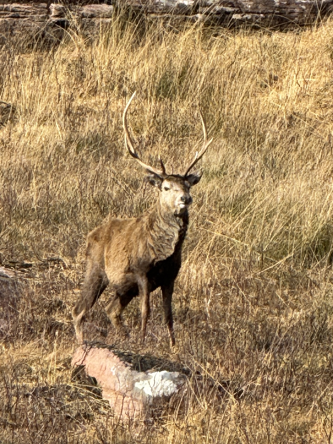 They Blended In—Until They Didn’t